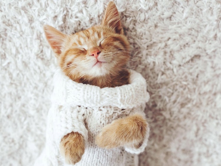 A cat in a sweater Description automatically generated