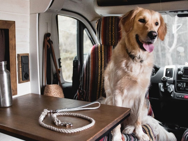 A dog sitting on a chair in a van Description automatically generated