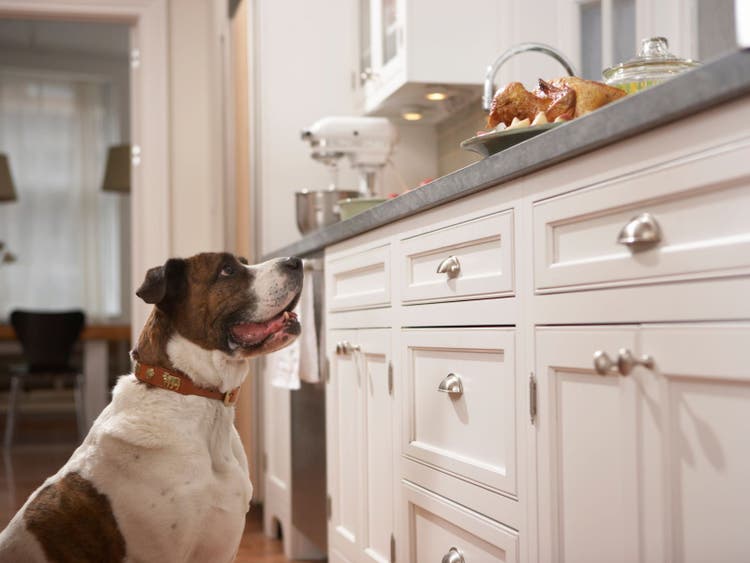 A dog looking at food on a counter Description automatically generated