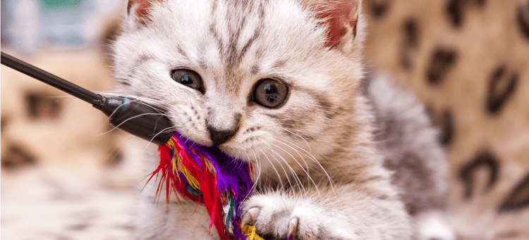 A teething kitten gnaws on a multi-colored chew toy.