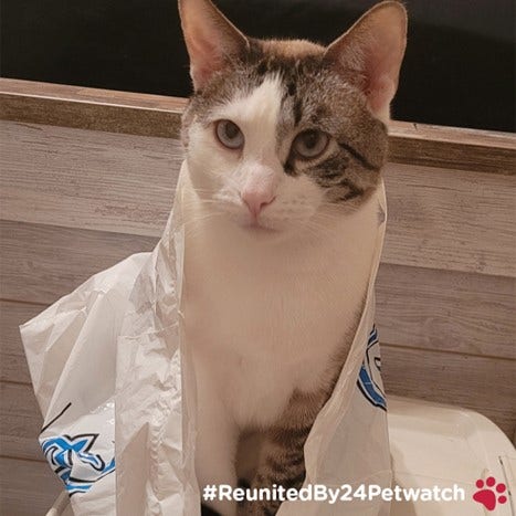 A cat with a plastic bag around its neck Description automatically generated