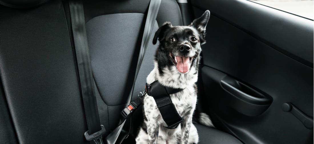 Aspca dog 2024 booster seat