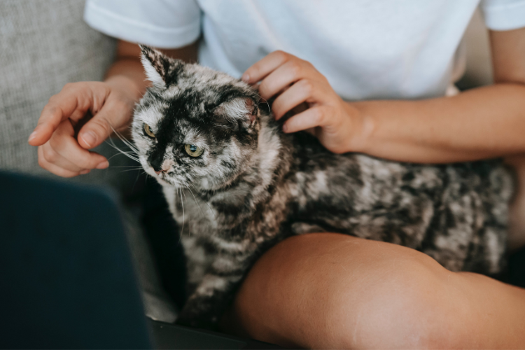 a cat sitting on a woman searching for pet-sitters on her laptop