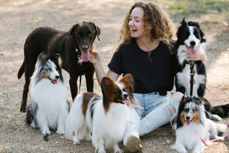 an experienced pet sitter sitting with five happy dogs