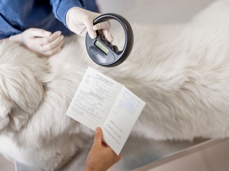 A person holding a magnifying glass over a white dog Description automatically generated