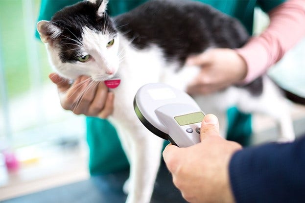 A person holding a device to check the body of a cat Description automatically generated