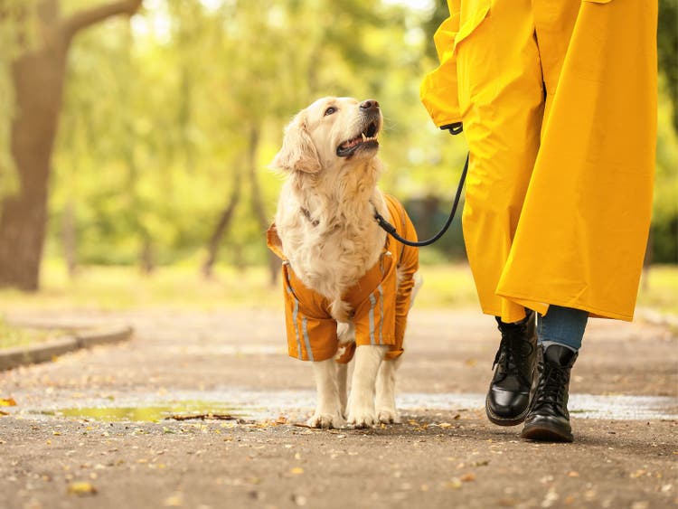 A dog walking with a person in yellow raincoat Description automatically generated