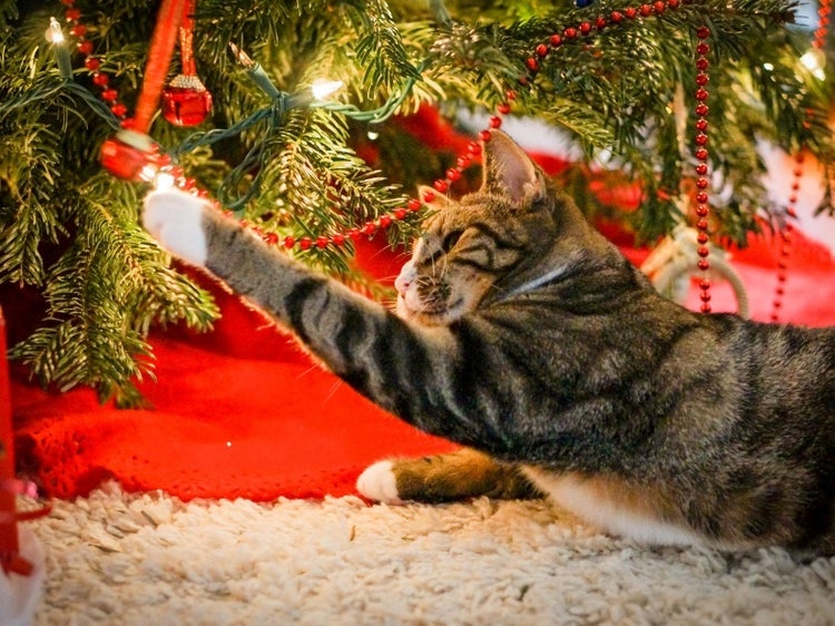 A cat stretching its paw under a christmas tree Description automatically generated