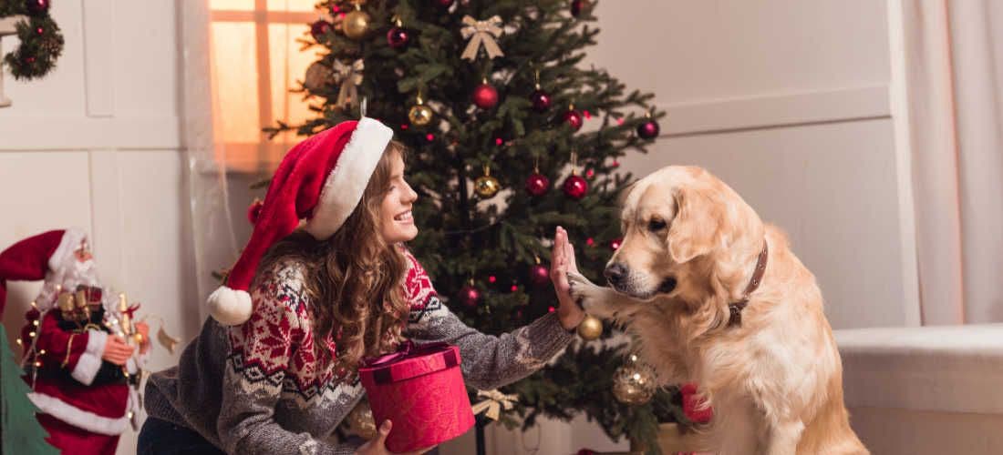 A Perfect Gift? A Vet's Advice for a Christmas Puppy Present