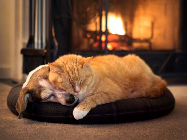 A cat and dog sleeping on a pillow Description automatically generated