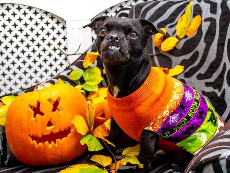 A dog wearing a sweater and a pumpkin Description automatically generated