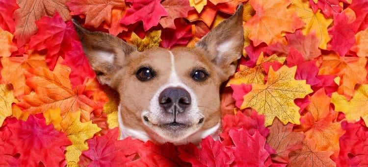 A dog lying in leaves Description automatically generated