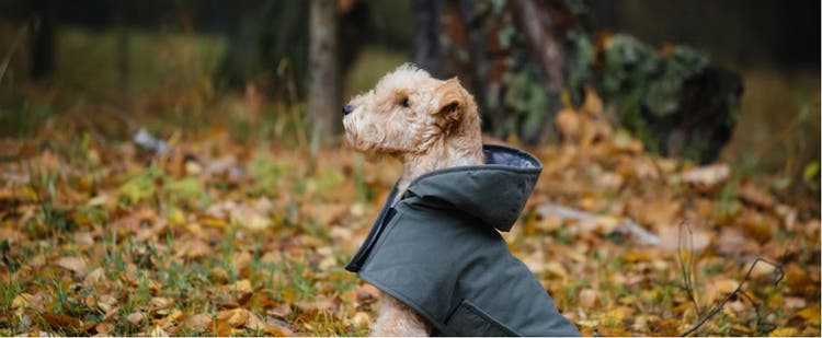 A terrier prepared for bad weather in its raincoat.