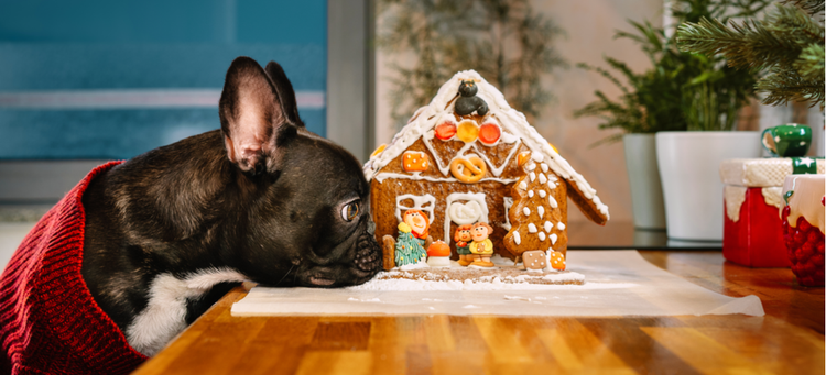A French Bulldog sniffs a gingerbread house.