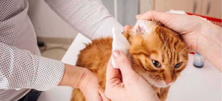 A vet and pet parent clean a cats ears with gauze.