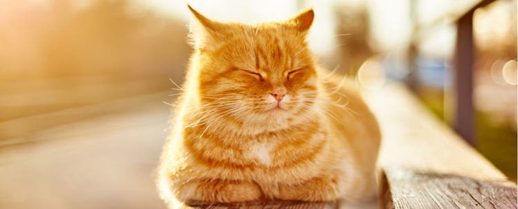 A cat basking in the sun.