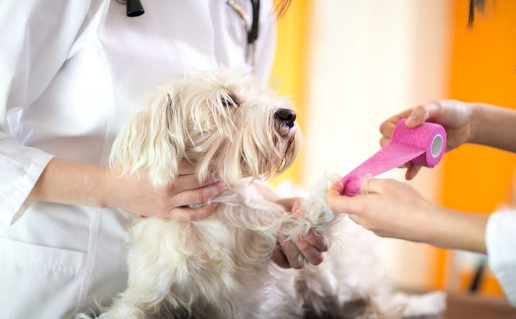 A veterinarian bandages a dog's paw.