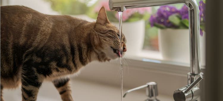 A cat stays hydrated by drinking water from the faucet.