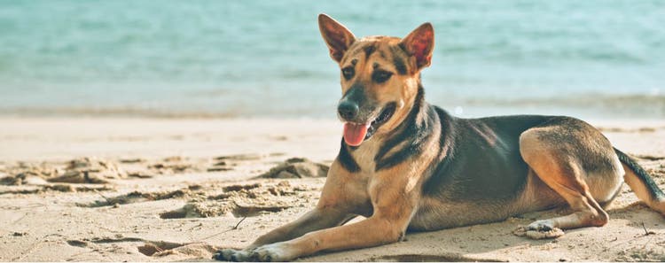 A dog sunbathes on the beach.