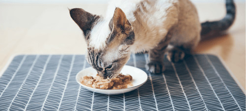 How Much Protein Do Pets Need PetPlace