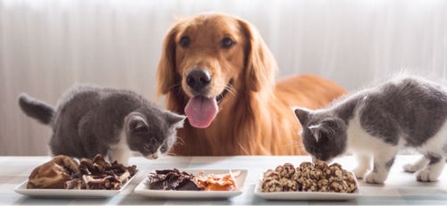 How to Read Dog and Cat Food Labels PetPlace