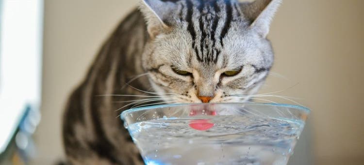 Hydration is a vital part of a pet's well-being.
