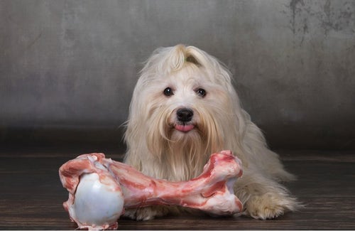 Dog eating raw clearance steak