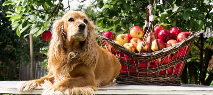 A dog sits near a basket of apples.