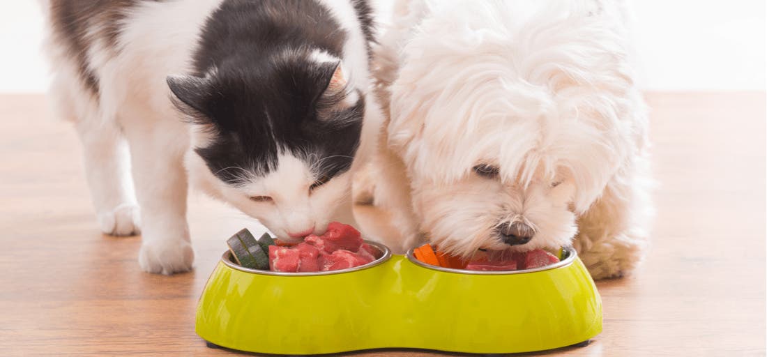 Can Pet Food Make People Sick PetPlace