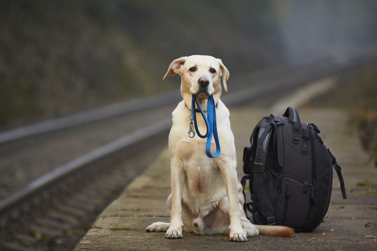 dog travel guide