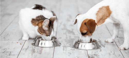 Breaking News Dog and Cat Food Recall 3 26 21 PetPlace