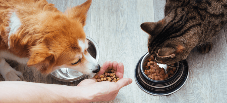 A pet parent feeds their dog and cat.