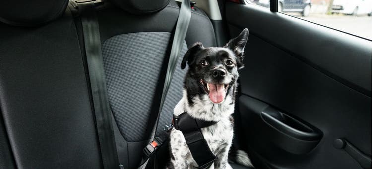A dog buckled in for a road trip.