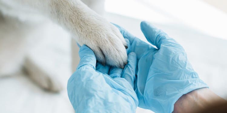 A white paw rests in a veterinarian's gloved hand.