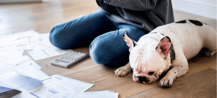 A dog hides his face as his pet parent reviews expenses related to his care.