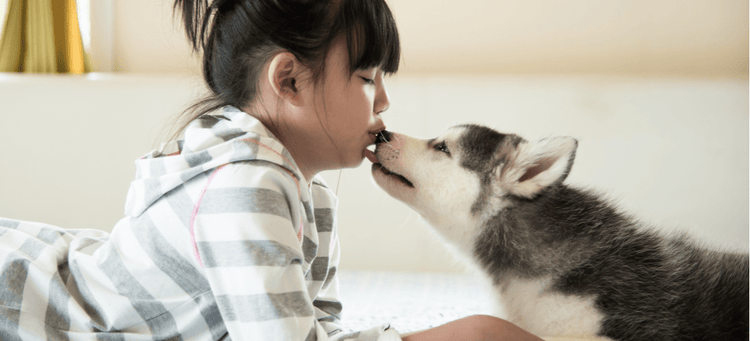 A little girl shares a kiss with her Siberian Husky puppy.