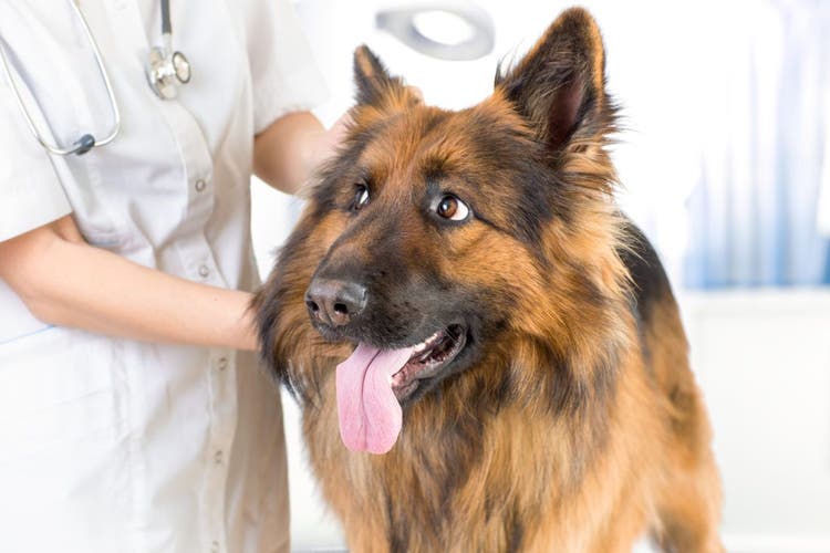 A veterinarian examines a front-facing dog's torso.