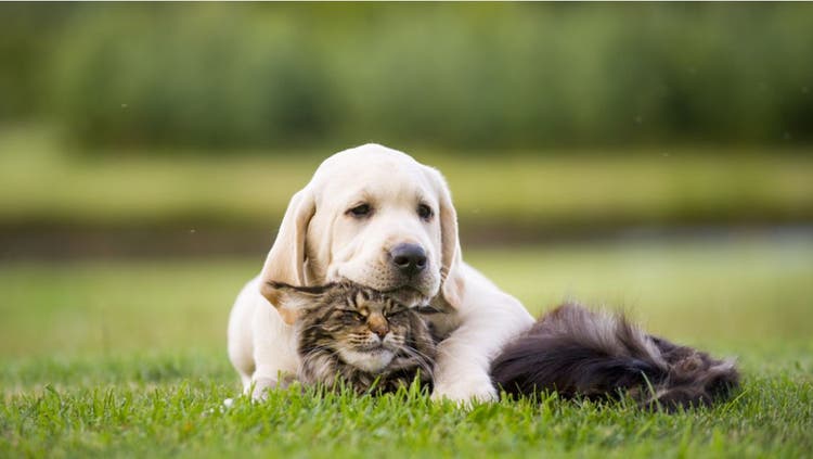 Cat and dog embrace.