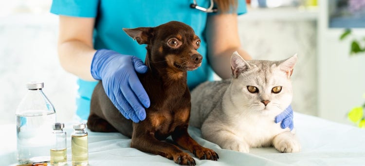 A dog and cat lying on a table Description automatically generated