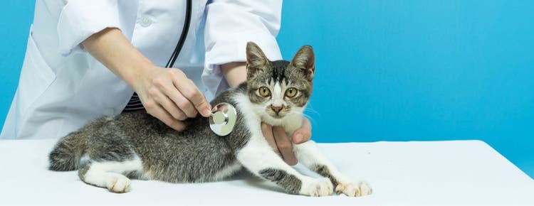 A cat gets examined during a vet visit.