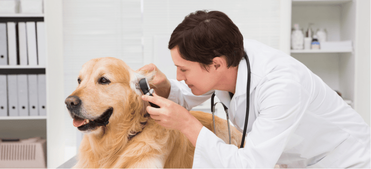 A dog gets their ears examined at a veterinary visit.