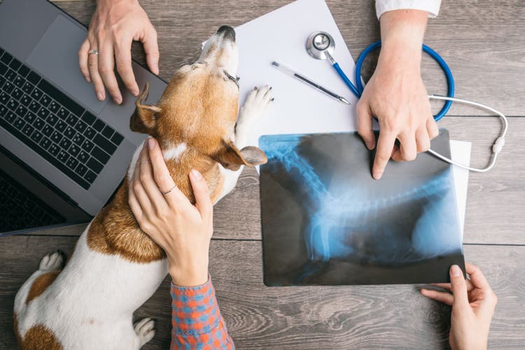 Pet Insurance: What It Covers & What It Doesn’t