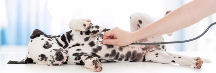 A vet examines a Dalmatian with a stethoscope.
