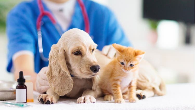Pet Wellness Plans More Affordable