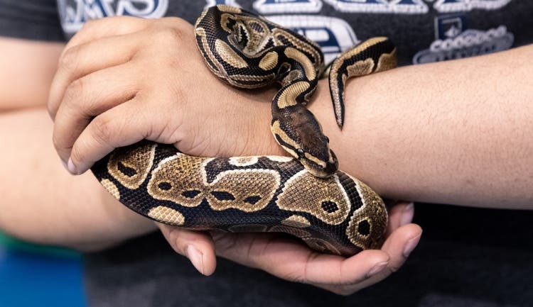 A large snake wraps itself around someones forearms