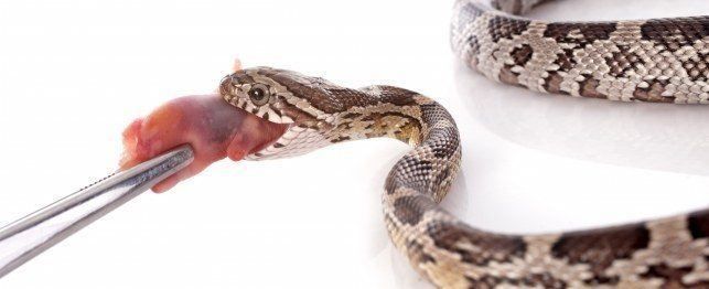 A Guide To Properly Feeding Your Snake