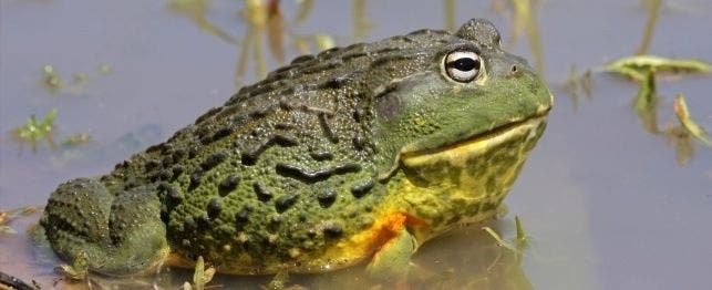 Pet bullfrog online