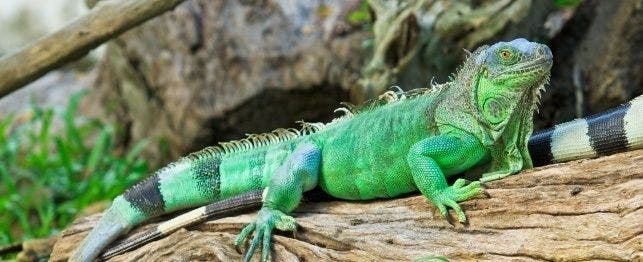 full grown iguana