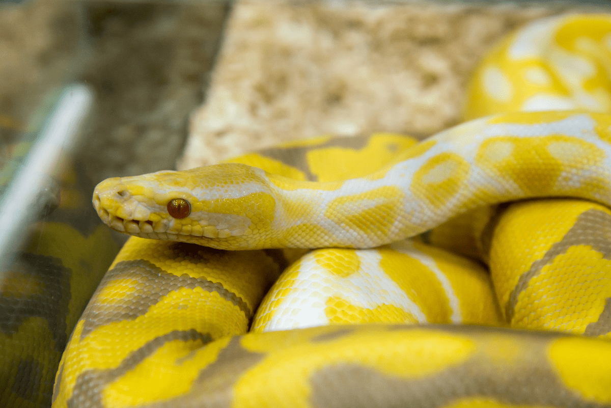 Dream of Yellow Snake: Don't Freak Out! Here's The TRUTH!