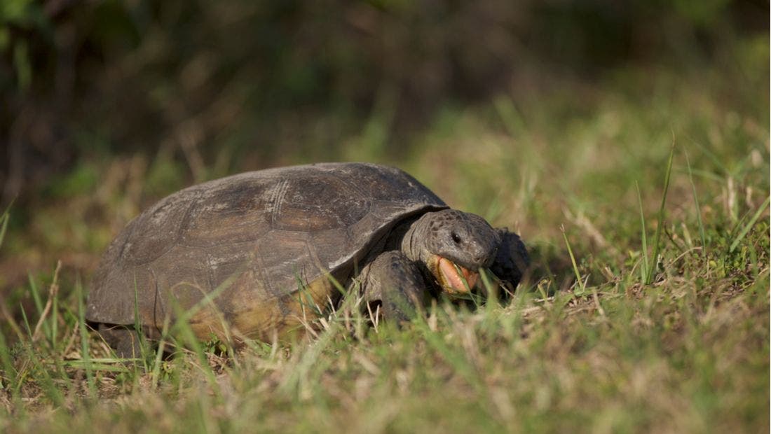 Housing Your Turtle and Tortoise